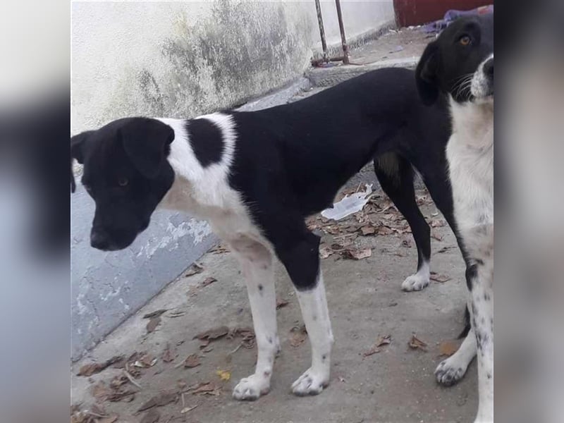 Nana - Mischlingshund sucht ein Zuhause