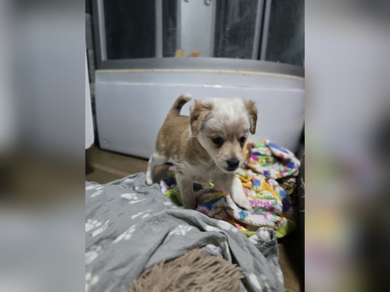 Judy , 5-monatige zuckersüßes, weiß-beiges Hundemädchen, sucht ihre Familie