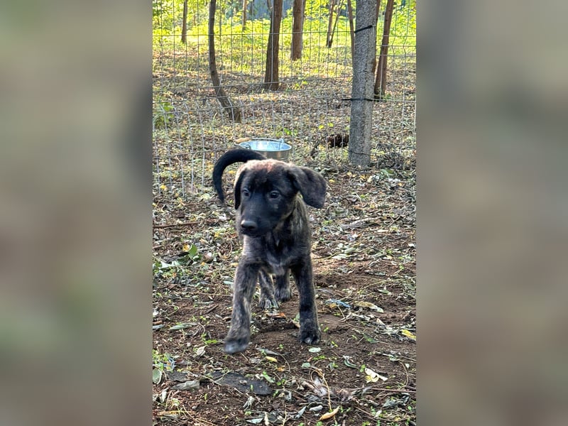 Isak, 9 -monatiger Hundebub,