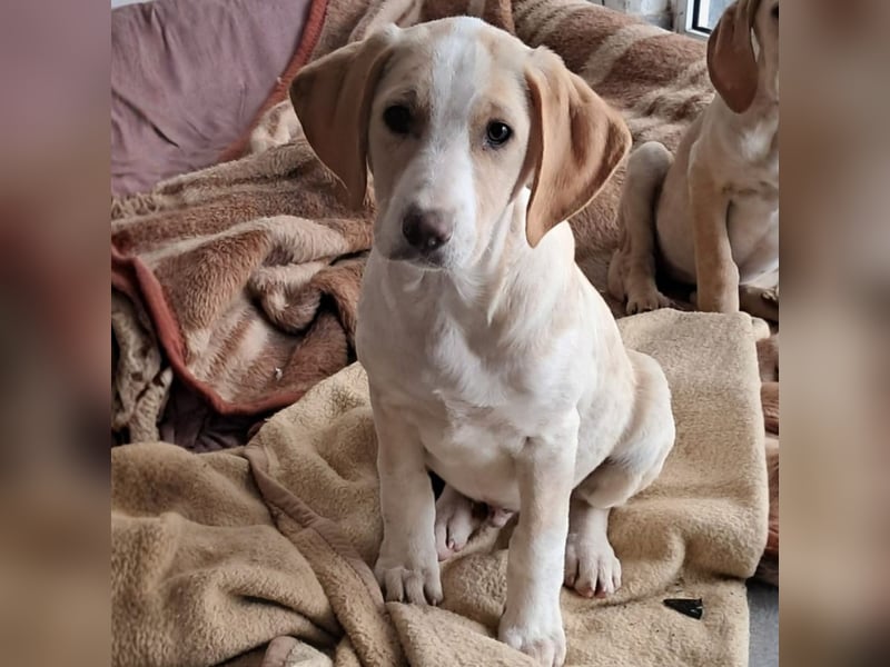 Marley sucht ein Zuhause - reserviert