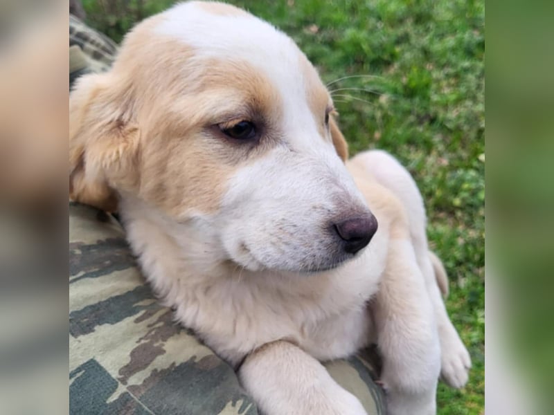 Hilda: sucht ein Zuhause/Pflegestelle- vorgemerkt