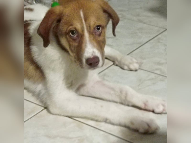 Agapi: sucht ein Zuhause- vorgemerkt