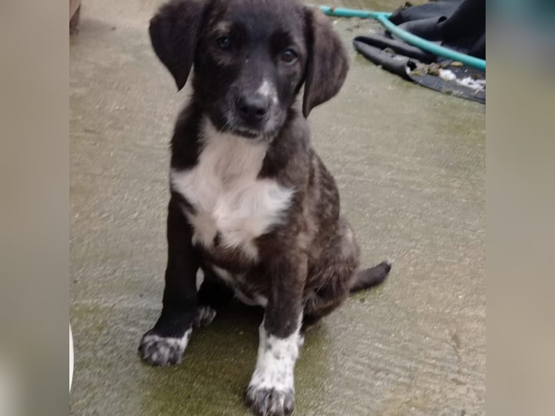 Kosma: sucht ein Zuhause / eine Pflegestelle