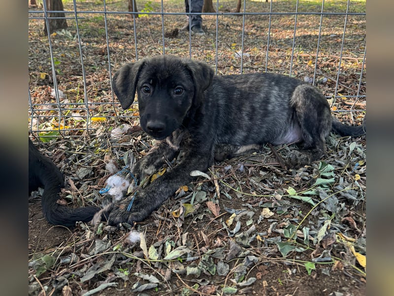 Isak, 9 -monatiger Hundebub,