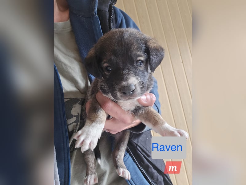 Raven, 6-monatiger Rüde. Endgröße noch unbekannt