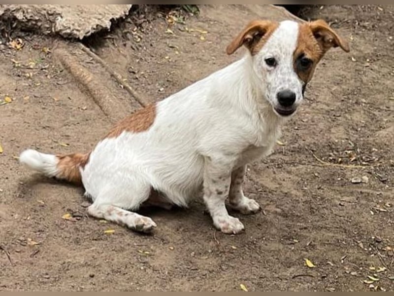 Agnus, bald 1-jähriger Hundebub, weiß.-Carmel gefleckt, freut sich auf ein eigenes Zuhause