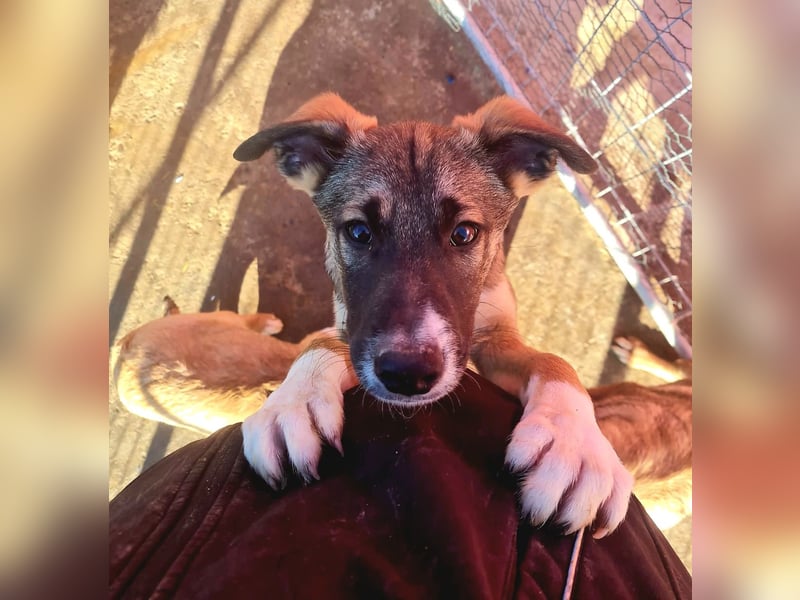 Raven, 6-monatiger Rüde. Endgröße noch unbekannt