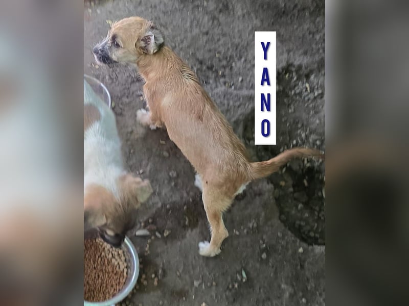 Yano , 9-monatiger  Hundebub, wünscht sich „seine“ Familie