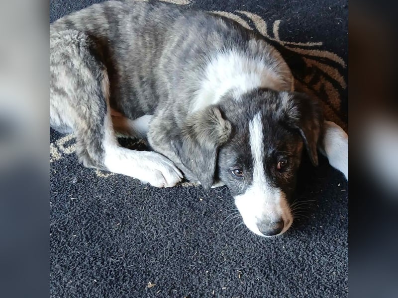 Taro: sucht ein Zuhause / eine Pflegestelle