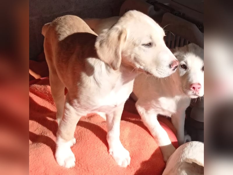 Ilios: sucht ein Zuhause / eine Pflegestelle- vorgemerkt