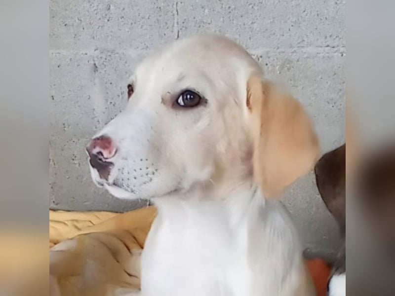 Ilios: sucht ein Zuhause / eine Pflegestelle- vorgemerkt