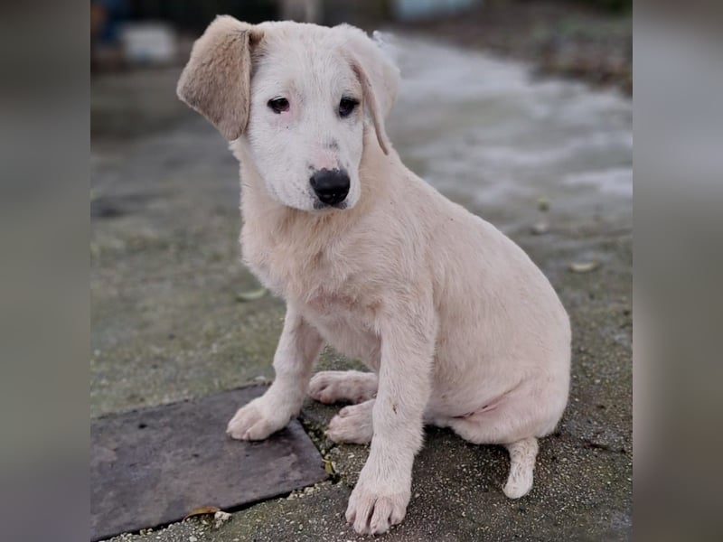 Thira-Mischling: sucht ein Zuhause