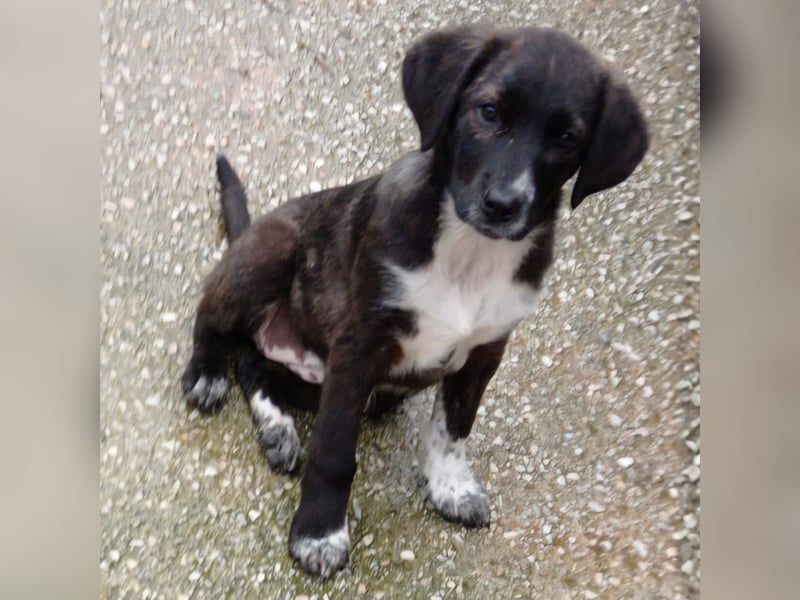 Gaia: sucht ein Zuhause/Pflegestelle