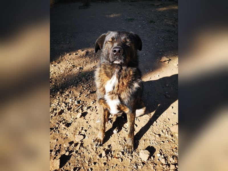 Wächter "Dar" - wartet seit 5 Jahren, erfolglos auf seine Menschen