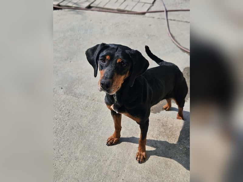 Calypso - lebensfrohe Kämpferin sucht ihr Zuhause!