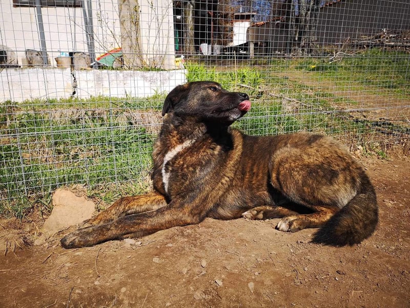 Wächter "Dar" - wartet seit 5 Jahren, erfolglos auf seine Menschen