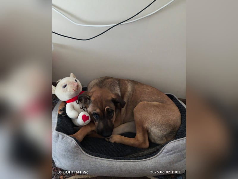 Jerry sucht ein Zuhause