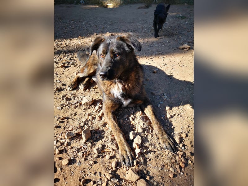 Wächter "Dar" - wartet seit 5 Jahren, erfolglos auf seine Menschen