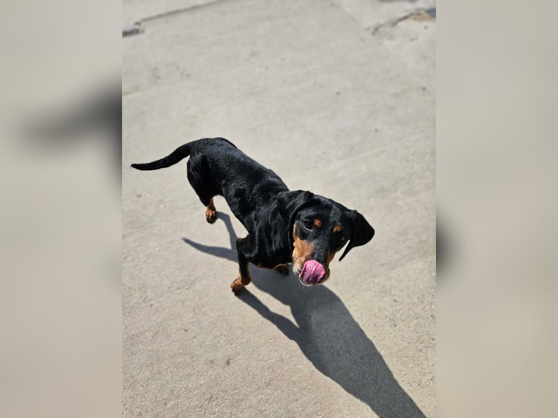 Calypso - lebensfrohe Kämpferin sucht ihr Zuhause!