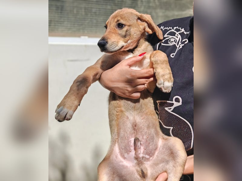 Girl 1 – kleine Pfoten suchen ein Zuhause