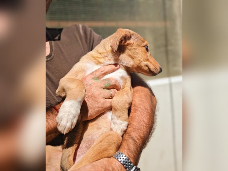 Boy 1 – kleines Hundekind sucht sein Zuhause