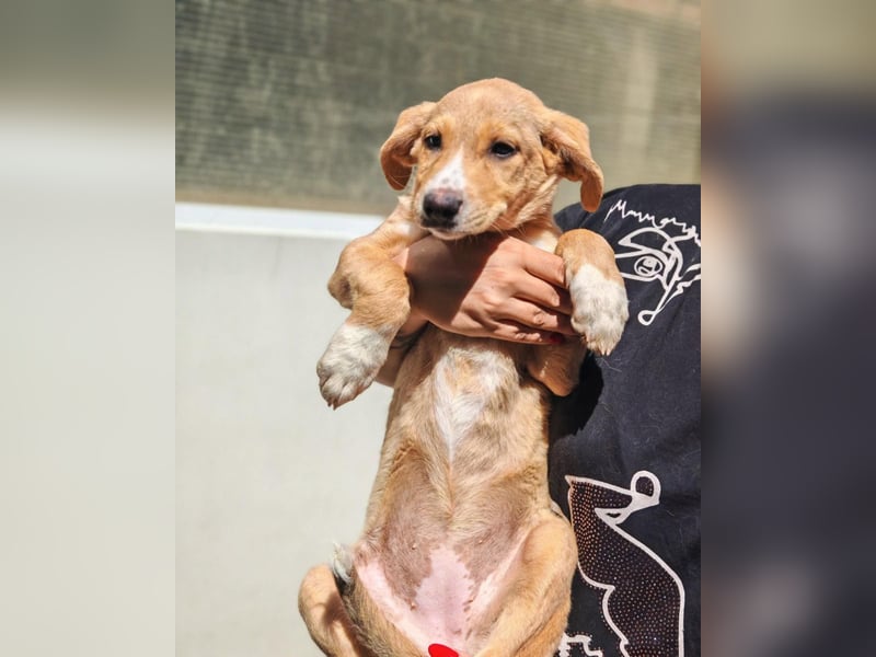 Boy 1 – kleines Hundekind sucht sein Zuhause