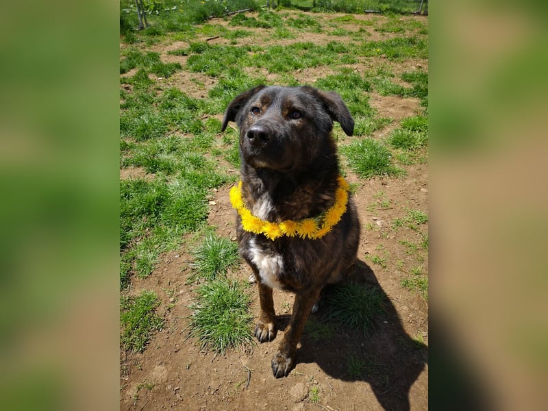 Wächter "Dar" - wartet seit 5 Jahren, erfolglos auf seine Menschen