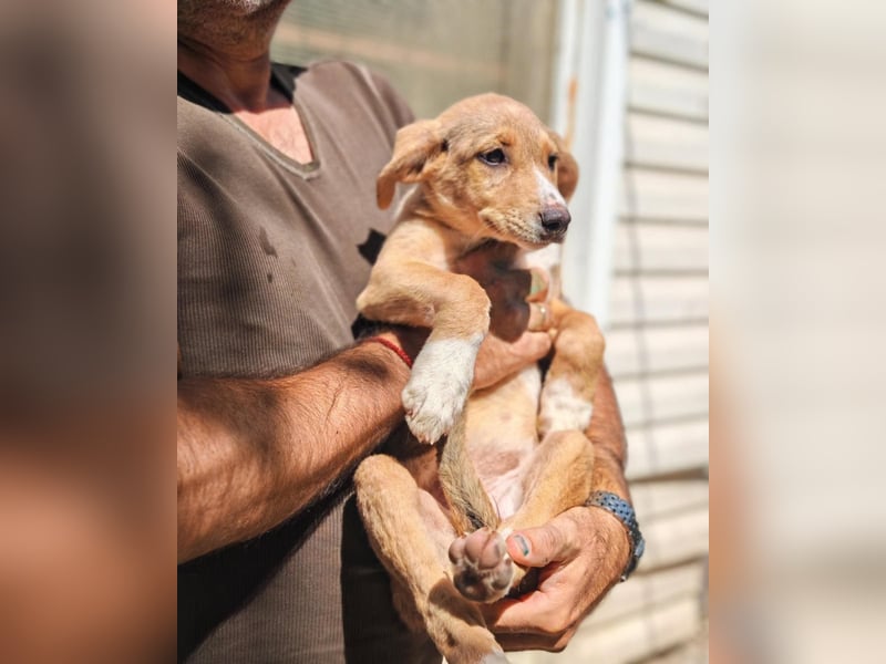Boy 1 – kleines Hundekind sucht sein Zuhause