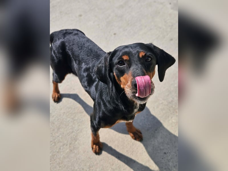 Calypso - lebensfrohe Kämpferin sucht ihr Zuhause!