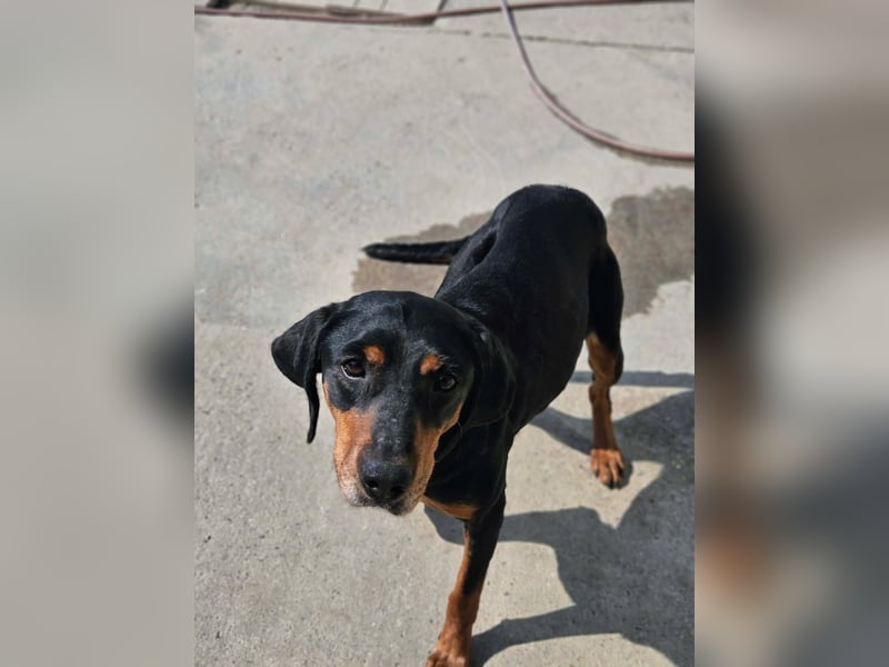 Calypso - lebensfrohe Kämpferin sucht ihr Zuhause!