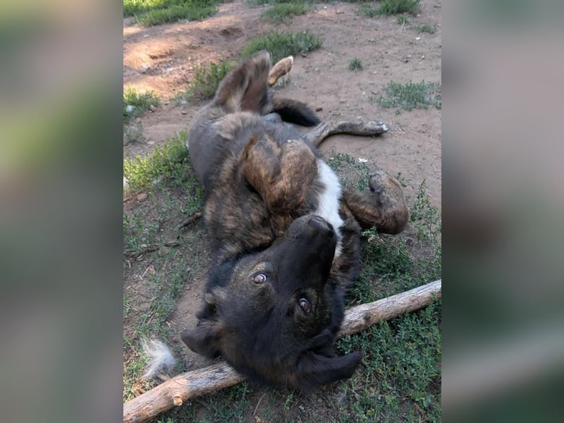 Wächter "Dar" - wartet seit 5 Jahren, erfolglos auf seine Menschen