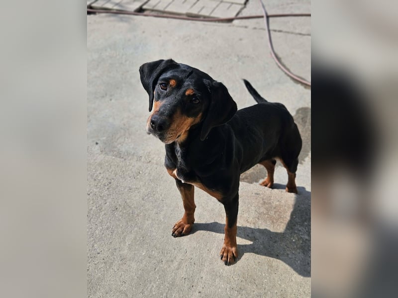 Calypso - lebensfrohe Kämpferin sucht ihr Zuhause!