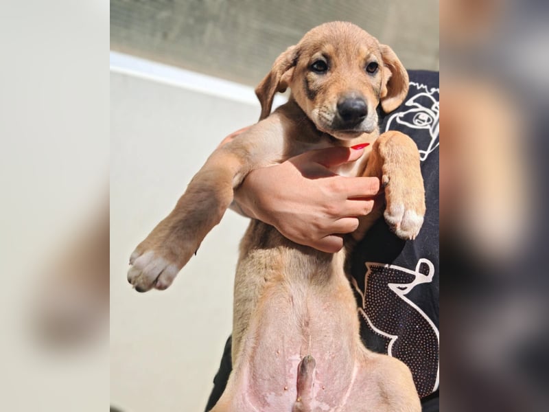 Girl 1 – kleine Pfoten suchen ein Zuhause
