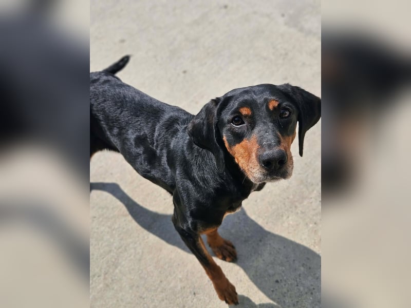 Calypso - lebensfrohe Kämpferin sucht ihr Zuhause!