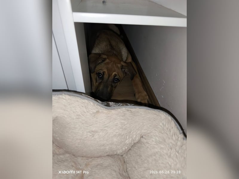 Jerry sucht ein Zuhause