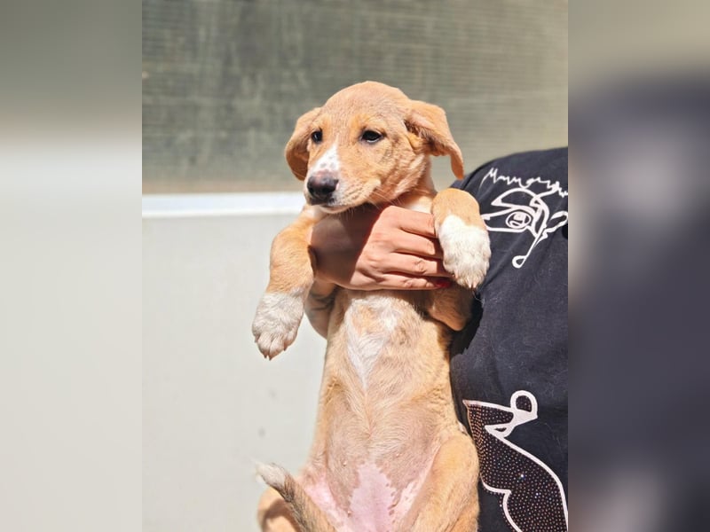 Boy 1 – kleines Hundekind sucht sein Zuhause