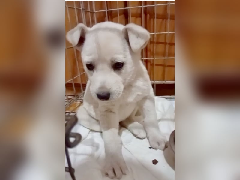 MARILU - kleines Eisbärbaby auf vier Pfoten