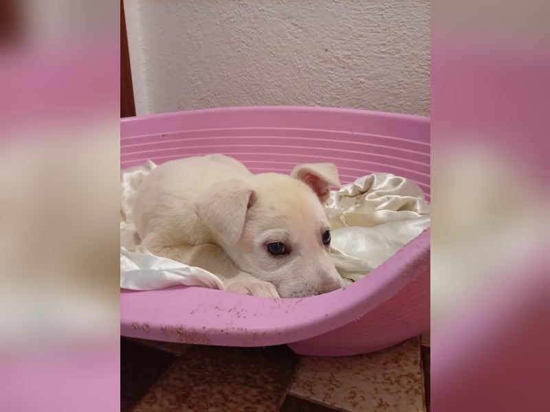 MARILU - kleines Eisbärbaby auf vier Pfoten