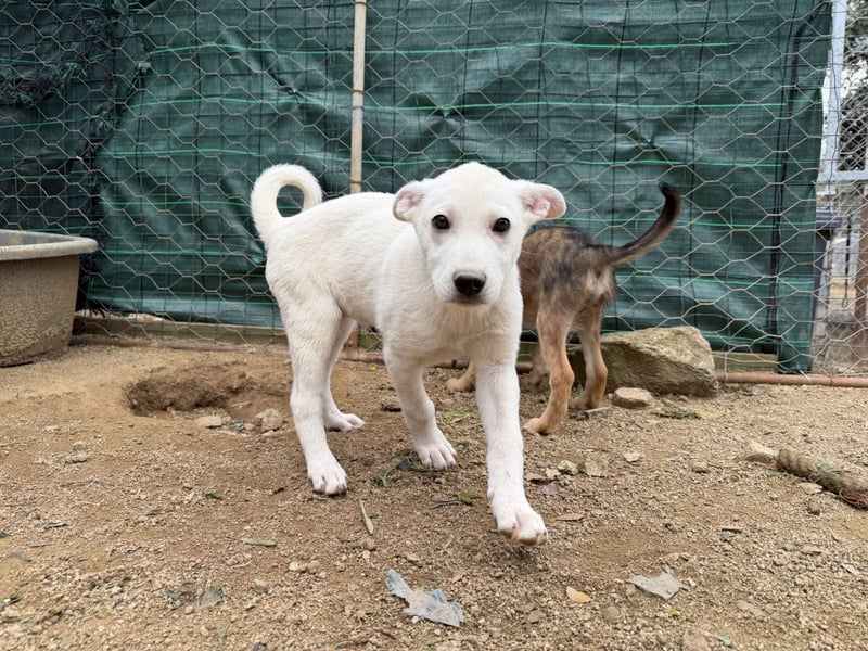 MARILU - kleines Eisbärbaby auf vier Pfoten