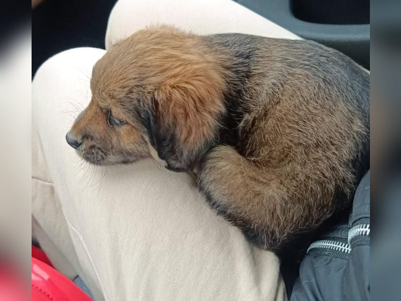 GIRO - wie ein kleines Plüschtier