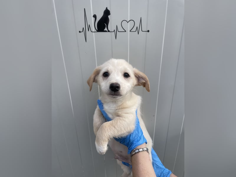 VALENTINO - zuckersüßer Welpe