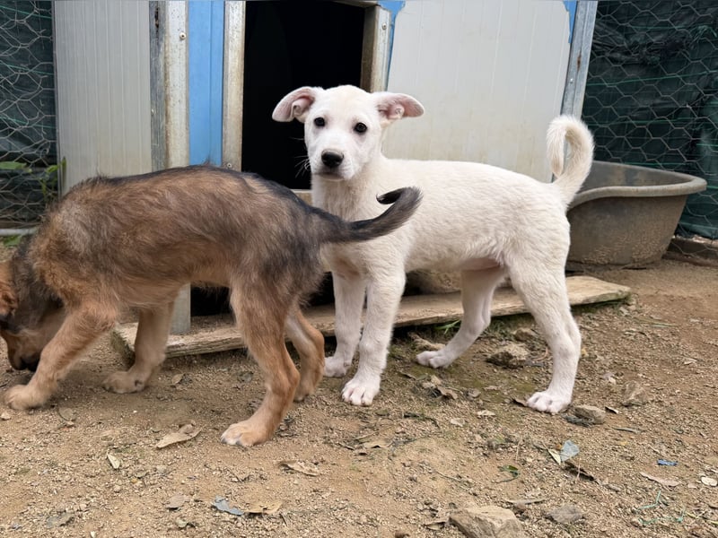 MARILU - kleines Eisbärbaby auf vier Pfoten