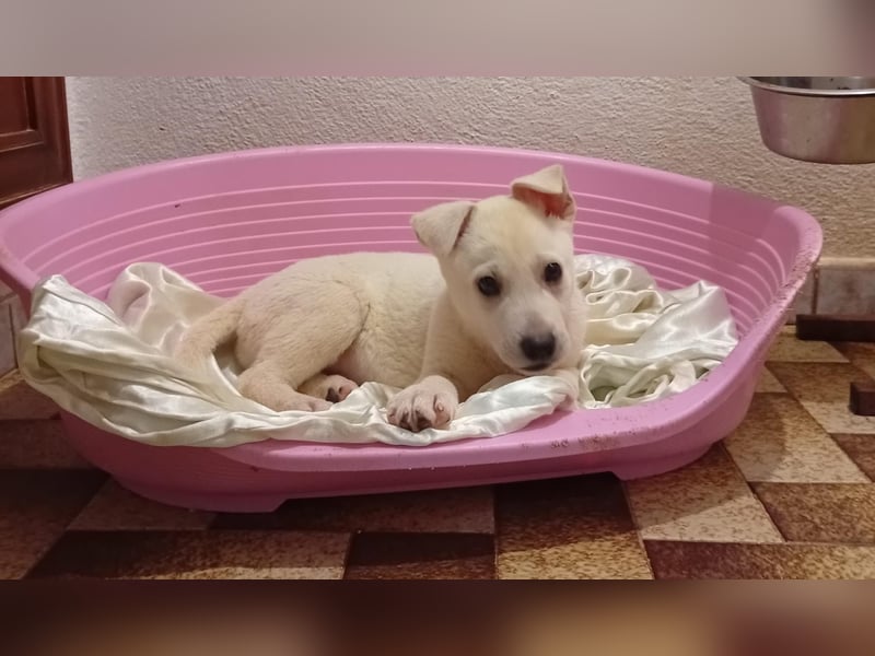 MARILU - kleines Eisbärbaby auf vier Pfoten