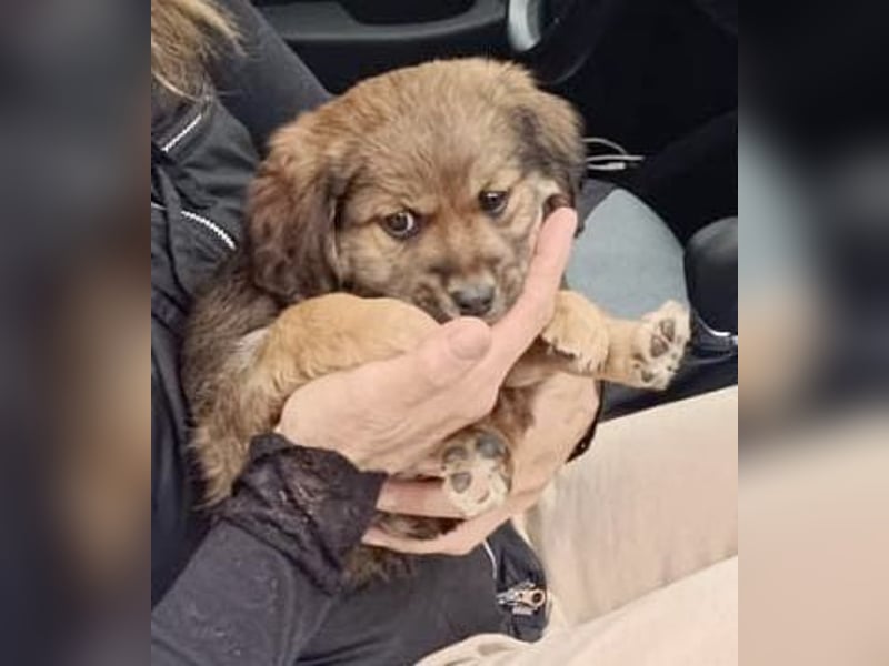 GIRO - wie ein kleines Plüschtier