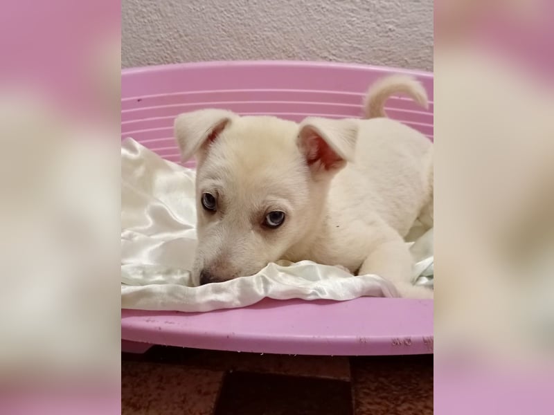 MARILU - kleines Eisbärbaby auf vier Pfoten