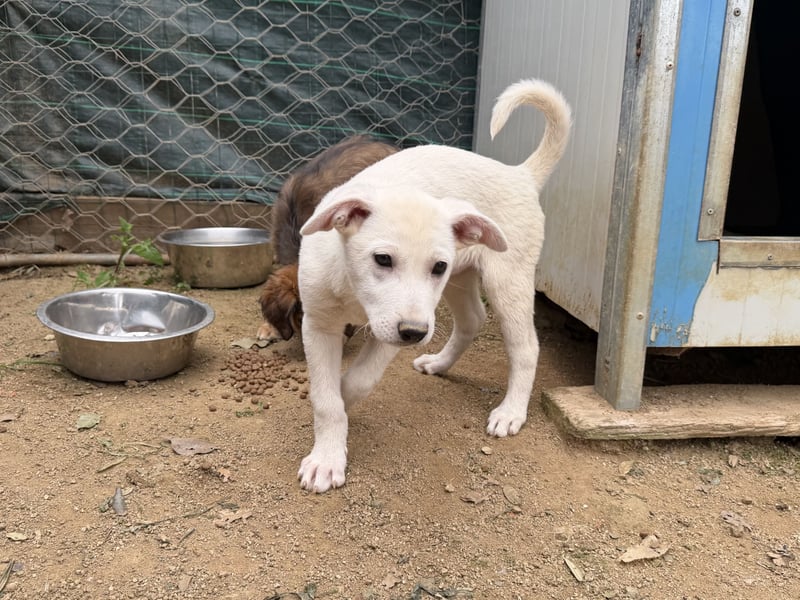 MARILU - kleines Eisbärbaby auf vier Pfoten