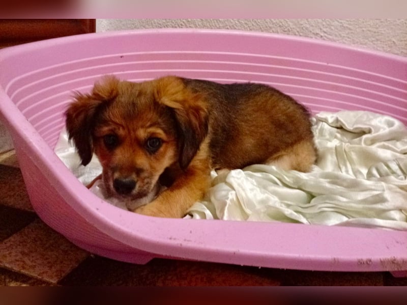 GIRO - wie ein kleines Plüschtier