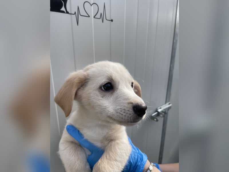 VALENTINO - zuckersüßer Welpe