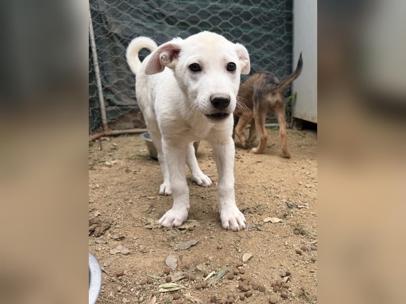 MARILU - kleines Eisbärbaby auf vier Pfoten