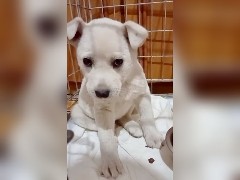 MARILU - kleines Eisbärbaby auf vier Pfoten